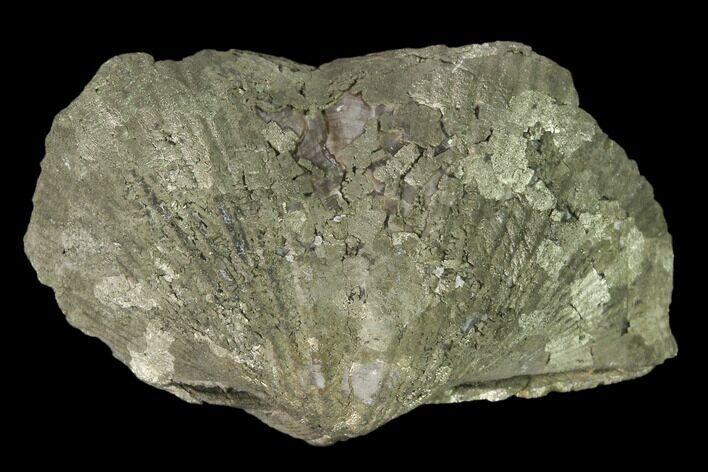 Pyrite Replaced Brachiopod (Paraspirifer) Fossil - Ohio #160088